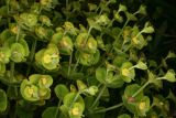 Euphorbia characias subsp. wulfenii RCP5-10 413.jpg